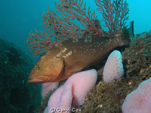Red Grouper on artificial reef ball.  Taken in the Gulf o... by Carol Cox 